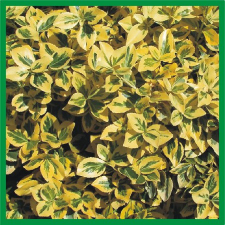 Euonymus fortunei "Emerald Gold" - bršlen Fortuneov
